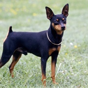 Miniature Pinscher