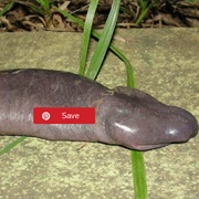 Atretochoana