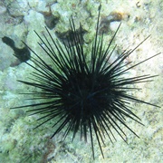 Urchin