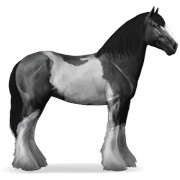 Black Tobiano