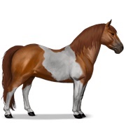 Chestnut Tobiano