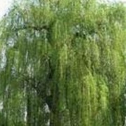 Willow Tree