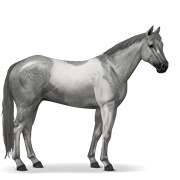 Dapple Grey Tobiano