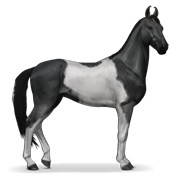 Black Tobiano