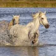 Camargue