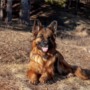 King Shepherd