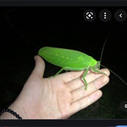 Giant Katydid