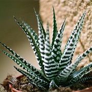 Haworthia Fasciata