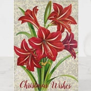 Amaryllis