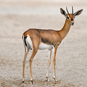 Arabian Gazelle