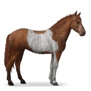 Chestnut Tobiano