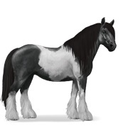 Black Tobiano