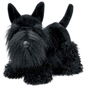 Scottish Terrier