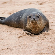 Harbor Seal