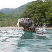 Komodo Dragon