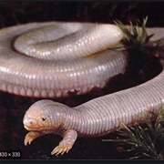 Mexican Mole Lizard