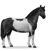 Black Tobiano