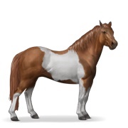 Chestnut Tobiano