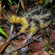 Tenrec