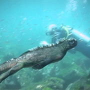 Marine Iguana