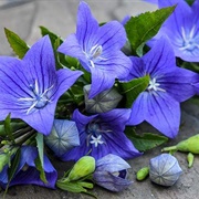 Balloon Flower