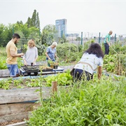 Start or Join a Community Garden