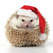 Hedgehog