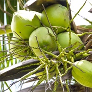 Coconut Water &amp; Flesh From a Freshly-Picked Coconut, Fiji