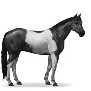 Black Tobiano