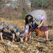 Go Truffle Hunting (And Sampling) in France or Italy