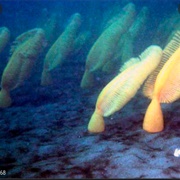 Sea Pen