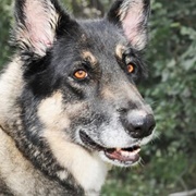 Akita Shepherd