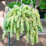 Burro&#39;s Tail