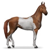 Chestnut Tobiano