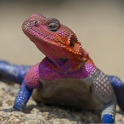 Agama Lizard