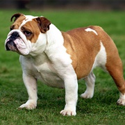 Bulldog