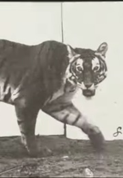 Tigress Walking 1887 (1890)