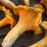 Pacific Golden Chanterelle (Cantharellus Formosus)