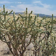 Pencil Cholla