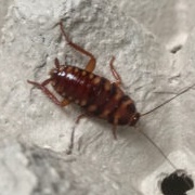 Brown-Banded Cockroach