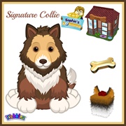 Signature Collie