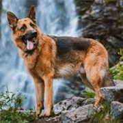 German Shepard