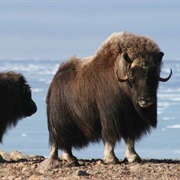 Quttinirpaaq National Park, Nunavut