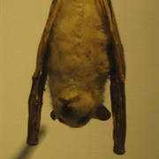 Ethiopian Epauletted Fruit Bat