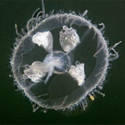 Freshwater Jellyfish