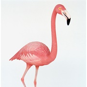 Flamingo Statue