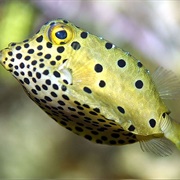 Boxfish