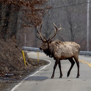 Wild Elk