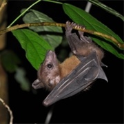 São Tomé Collared Fruit Bat