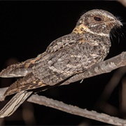 Nightjar